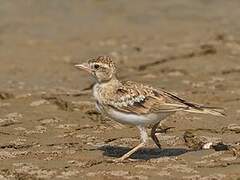Woodlark