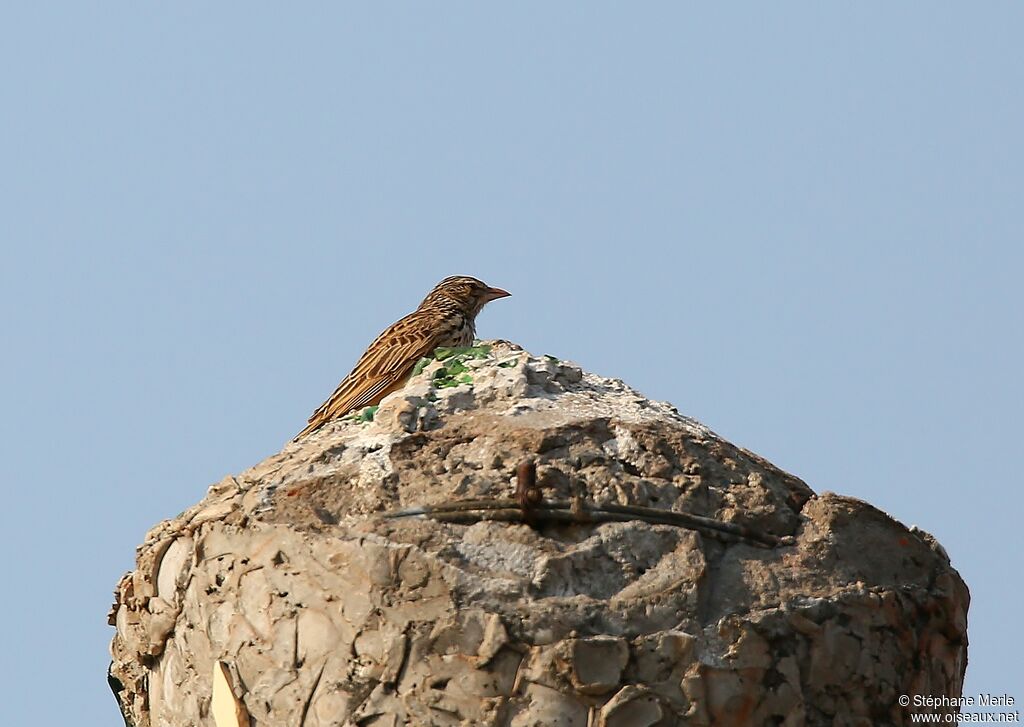 Madagascan Larkadult