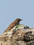 Madagascan Lark