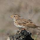 Alouette pispolette