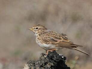 Alouette pispolette