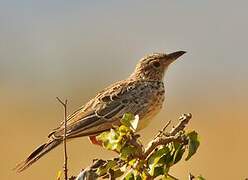 Red-winged Lark