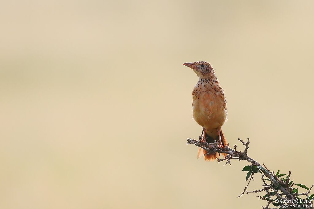 Red-winged Lark