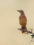 Red-winged Lark