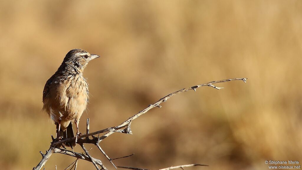 Sabota Larkadult