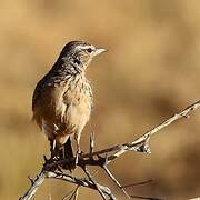 Sabota Lark