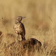 Sabota Lark