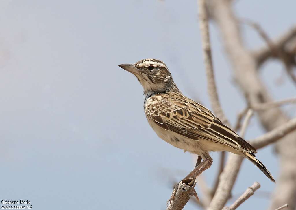 Sabota Larkadult, identification