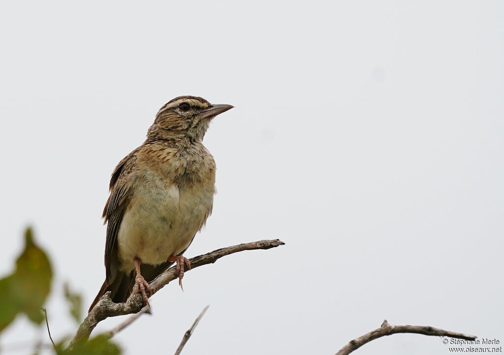 Sabota Larkadult