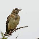 Alouette sabota