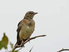 Sabota Lark