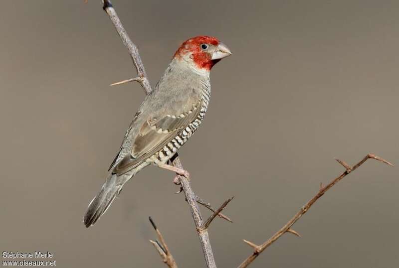 Red-headed Finch male adult, identification