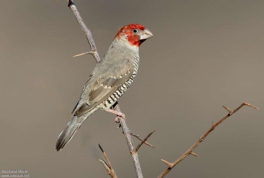 Amadine à tête rouge mâle adulte, identification