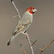 Red-headed Finch