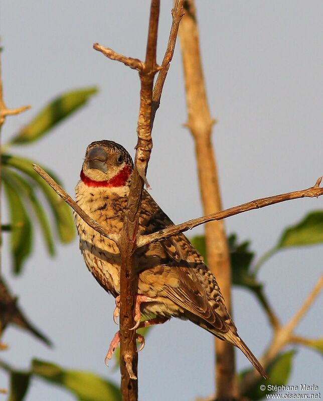 Cut-throat Finch male adult