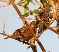 Cut-throat Finch