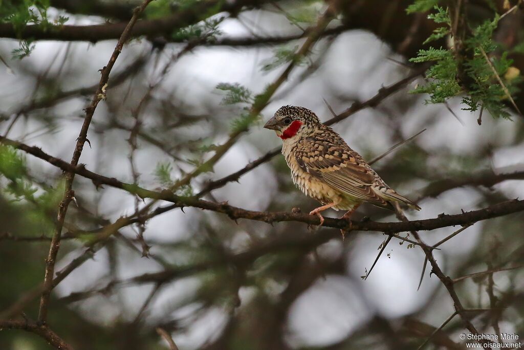 Cut-throat Finch male adult