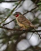 Cut-throat Finch