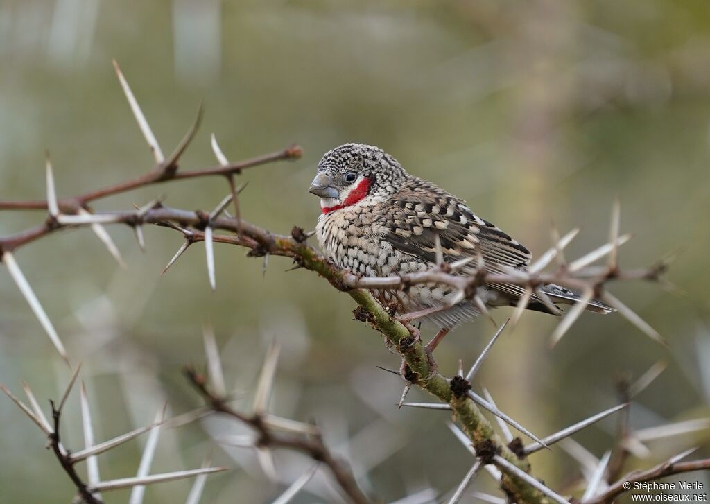 Cut-throat Finch male adult