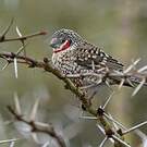 Amadine cou-coupé