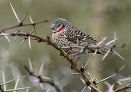 Cut-throat Finch