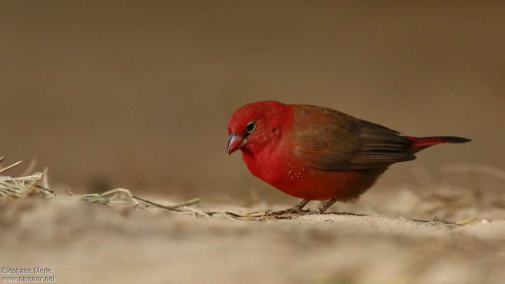 Red-billed Firefinch male adult breeding, identification