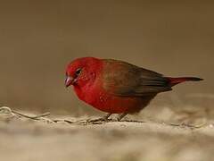 Red-billed Firefinch