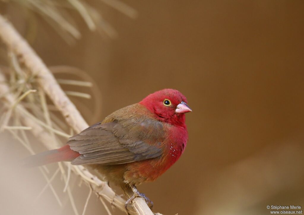 Red-billed Firefinch male adult