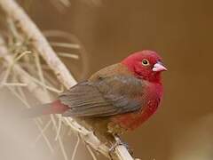 Red-billed Firefinch