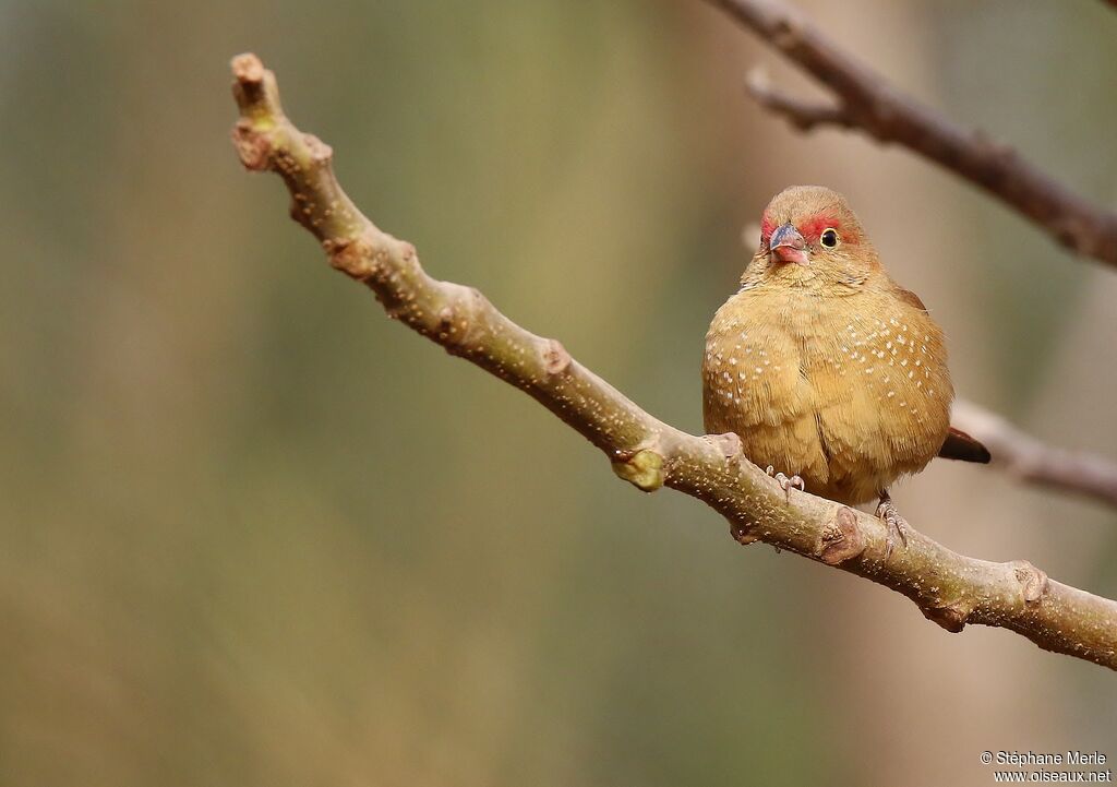 Red-billed Firefinch female adult