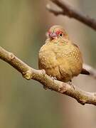 Red-billed Firefinch