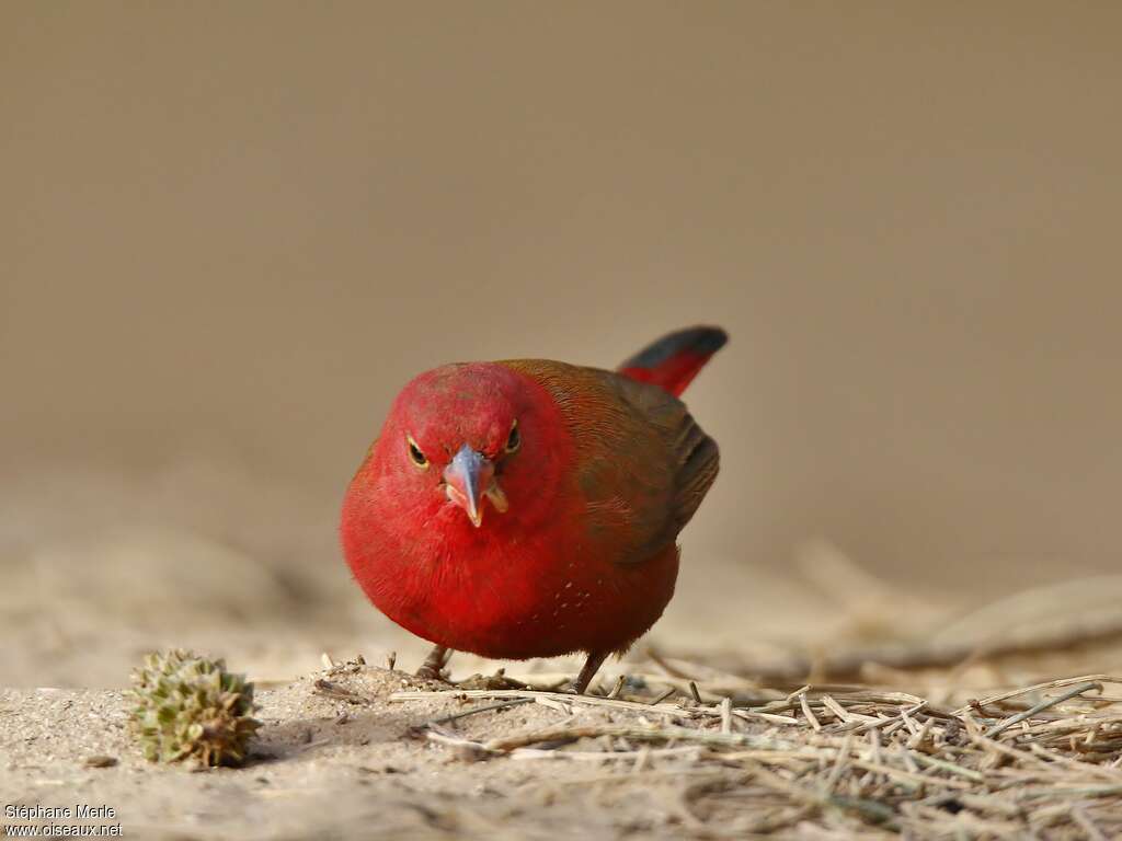 Red-billed Firefinch male adult, feeding habits, eats