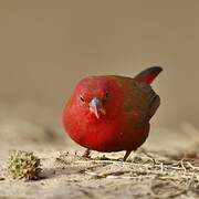 Red-billed Firefinch