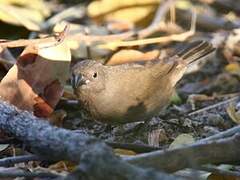 Brown Firefinch