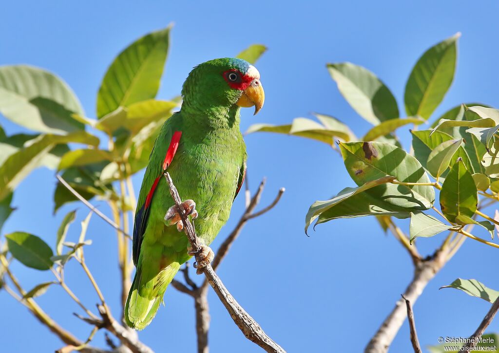 Amazone à front blancadulte