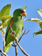 White-fronted Amazon