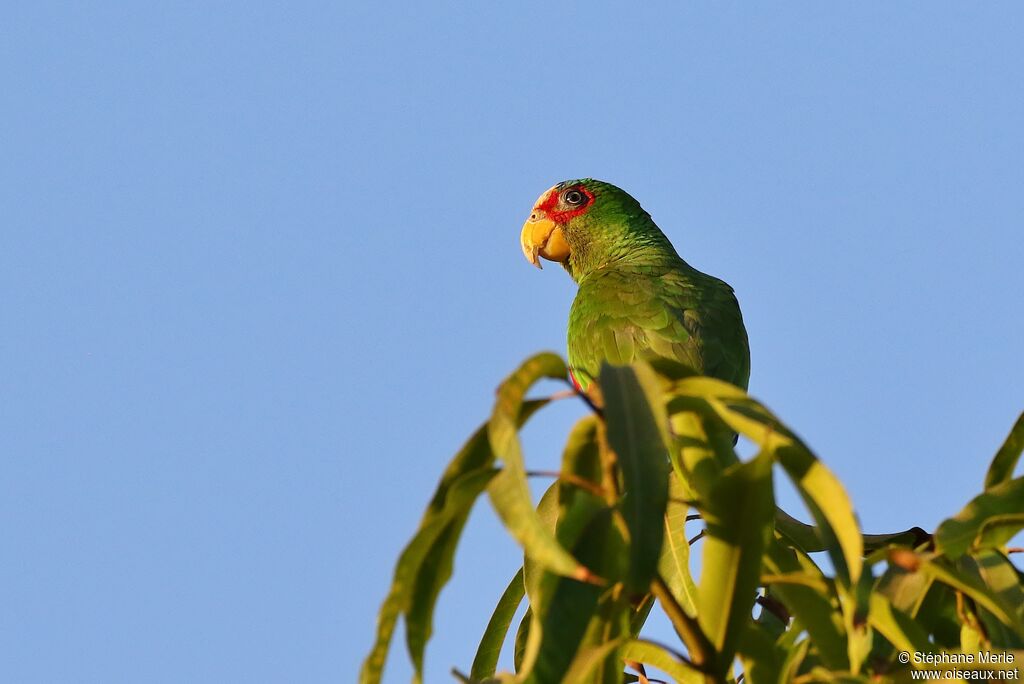 Amazone à front blancadulte