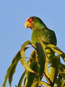 White-fronted Amazon