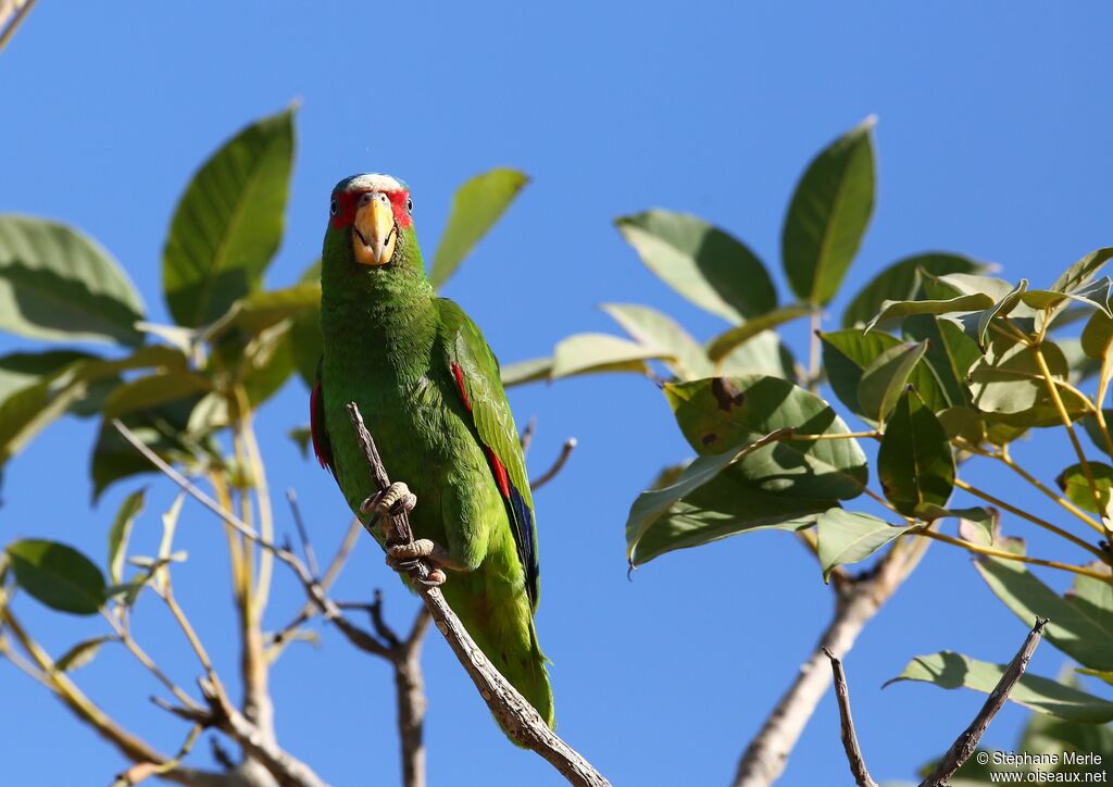 Amazone à front blancadulte