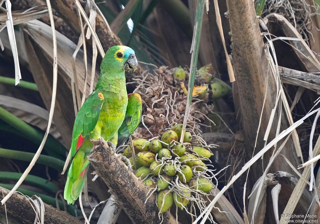 Turquoise-fronted Amazonadult