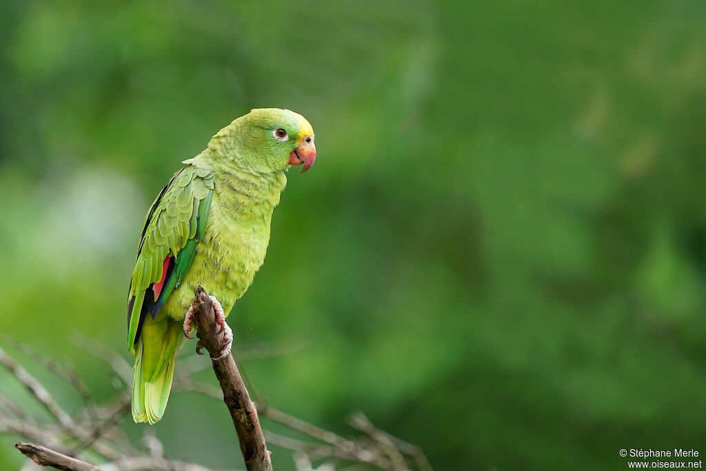 Yellow-crowned Amazonadult