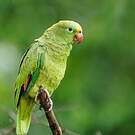 Amazone à front jaune
