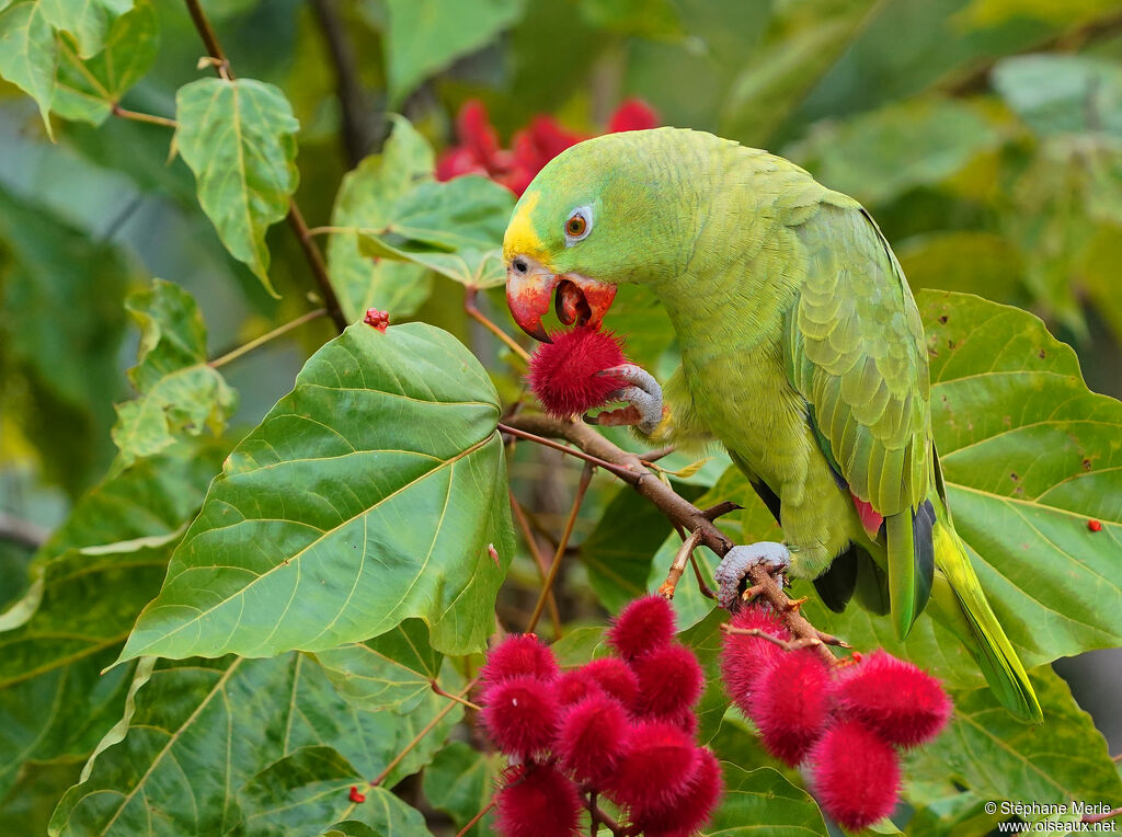 Yellow-crowned Amazonadult