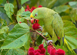 Yellow-crowned Amazon