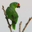 Amazone à lores rouges