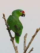 Red-lored Amazon