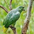 Amazone poudrée