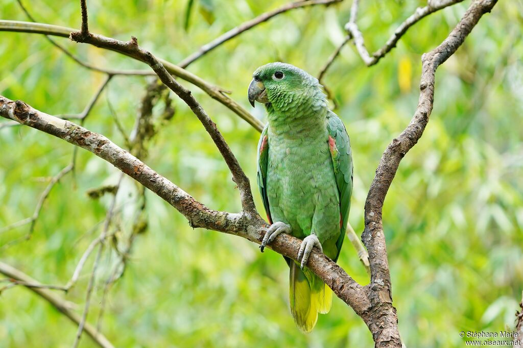 Amazone poudréeadulte