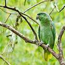 Amazone poudrée