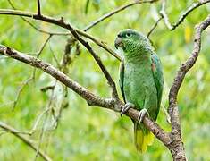 Southern Mealy Amazon